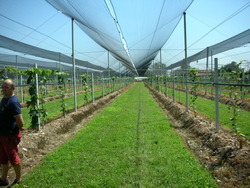 Νew plantations in Italy -Verona  1- 8 - 2011